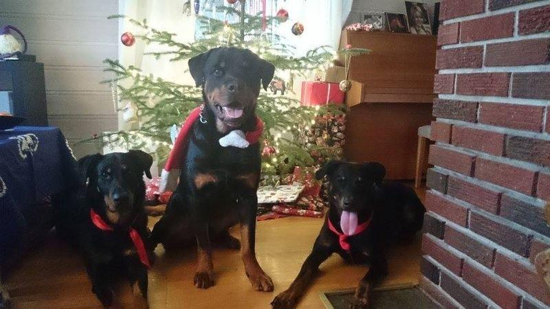 Rottweiler Schutzholmen`s Noble In aka "Noah" billede 8