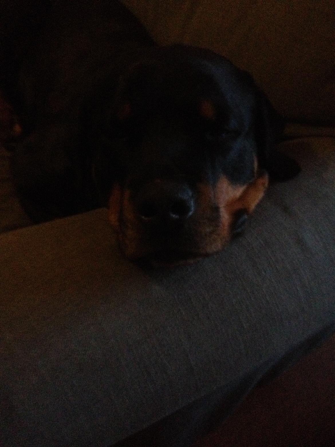 Rottweiler Schutzholmen`s Noble In aka "Noah" billede 10