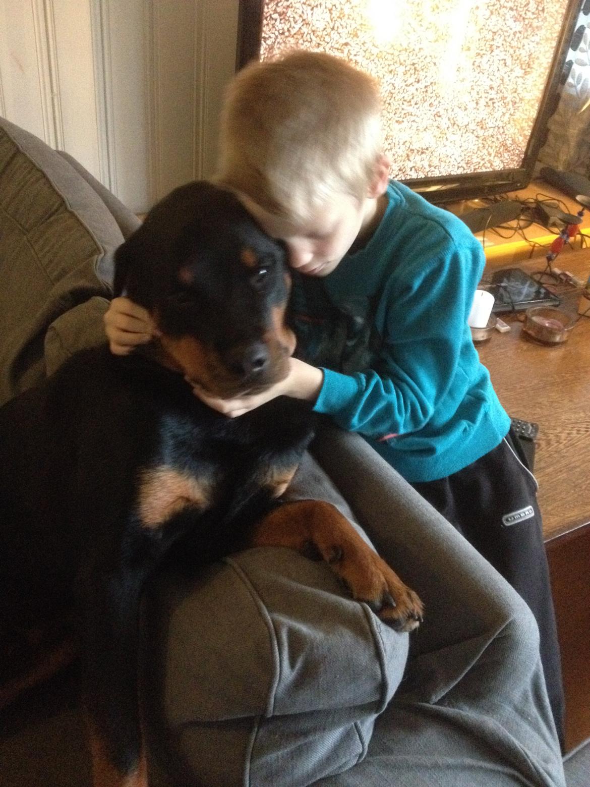 Rottweiler Schutzholmen`s Noble In aka "Noah" billede 11