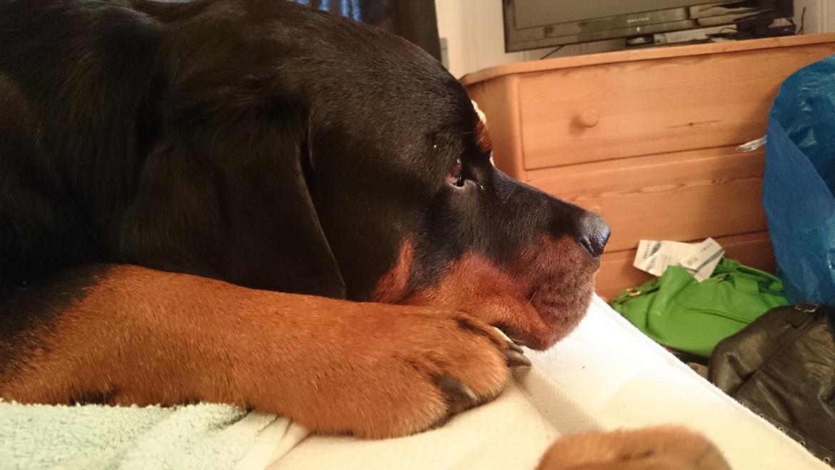 Rottweiler Schutzholmen`s Noble In aka "Noah" billede 12