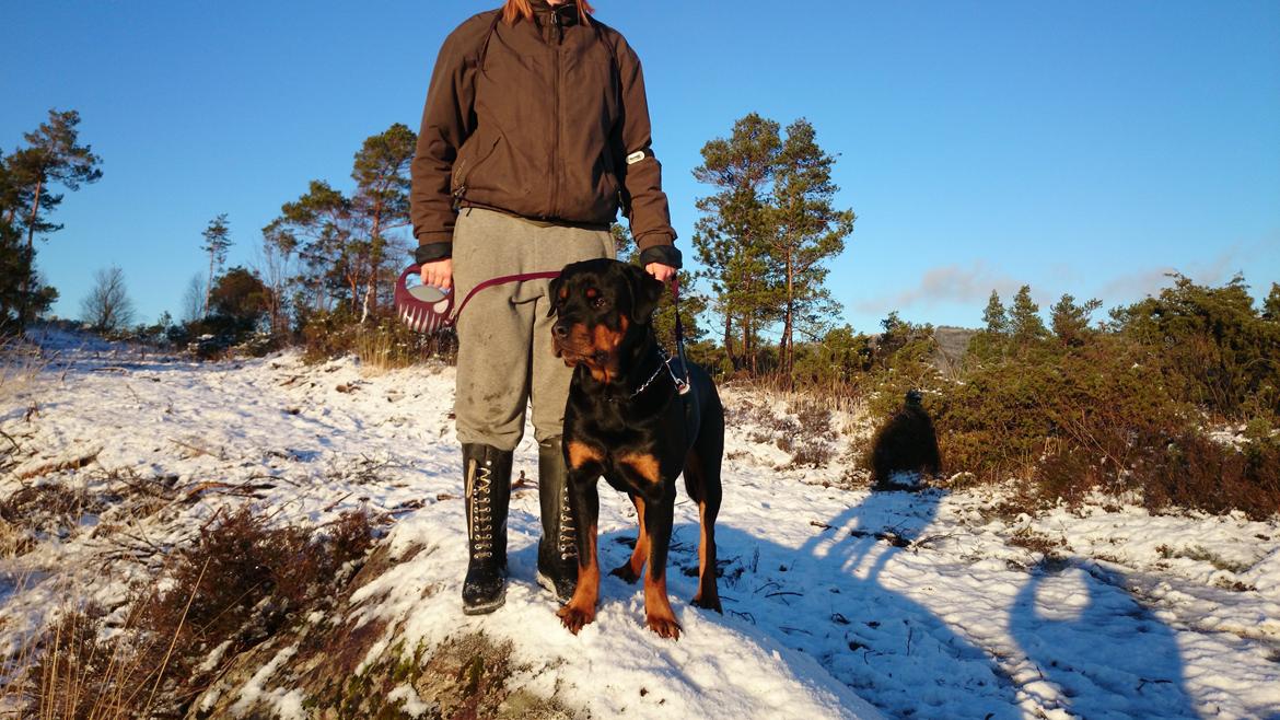 Rottweiler Schutzholmen`s Noble In aka "Noah" billede 13