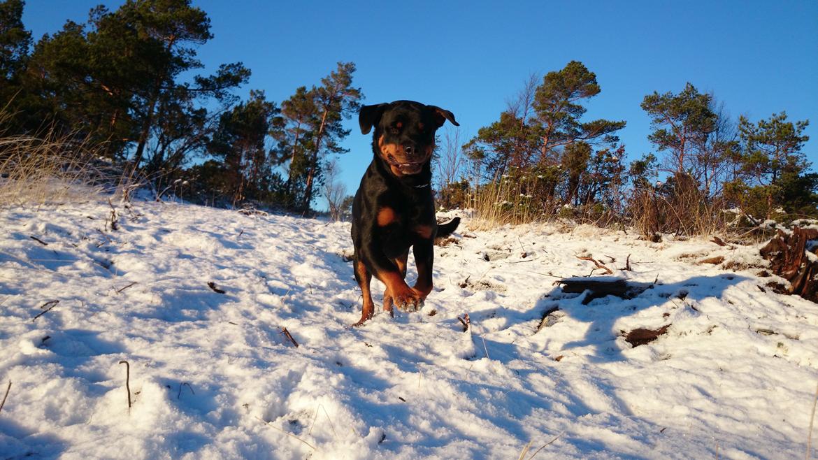 Rottweiler Schutzholmen`s Noble In aka "Noah" billede 14
