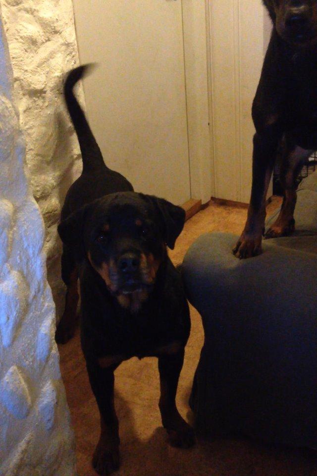 Rottweiler Schutzholmen`s Noble In aka "Noah" billede 16