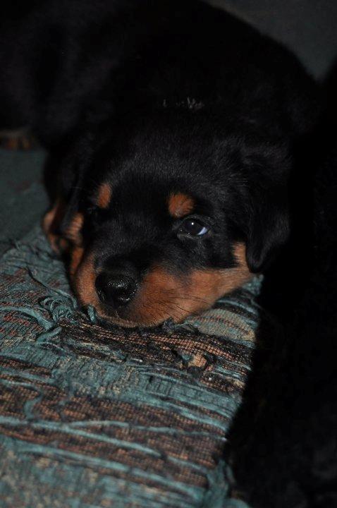 Rottweiler Schutzholmen`s Noble In aka "Noah" billede 2