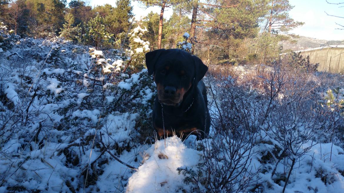 Rottweiler Schutzholmen`s Noble In aka "Noah" billede 15