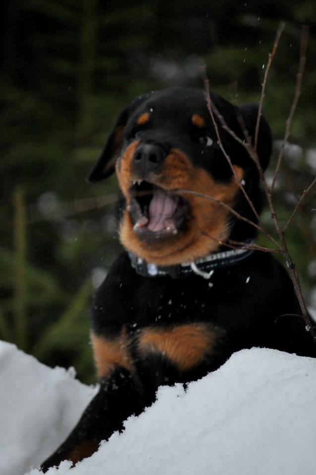 Rottweiler Schutzholmen`s Noble In aka "Noah" billede 5