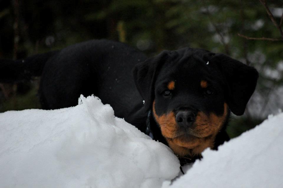 Rottweiler Schutzholmen`s Noble In aka "Noah" billede 6
