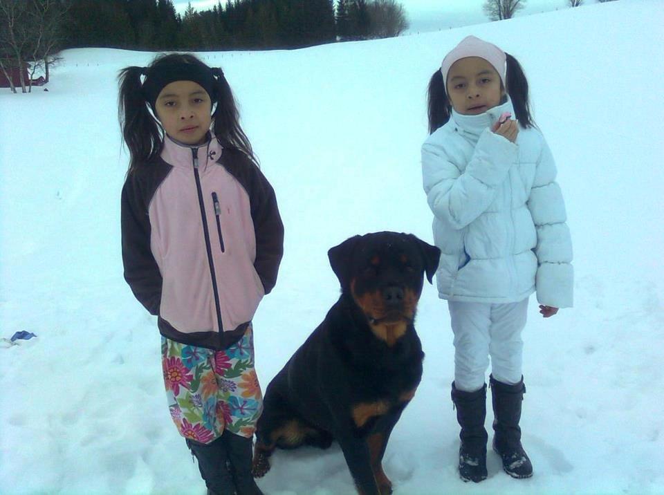 Rottweiler Schutzholmen`s Noble In aka "Noah" billede 17