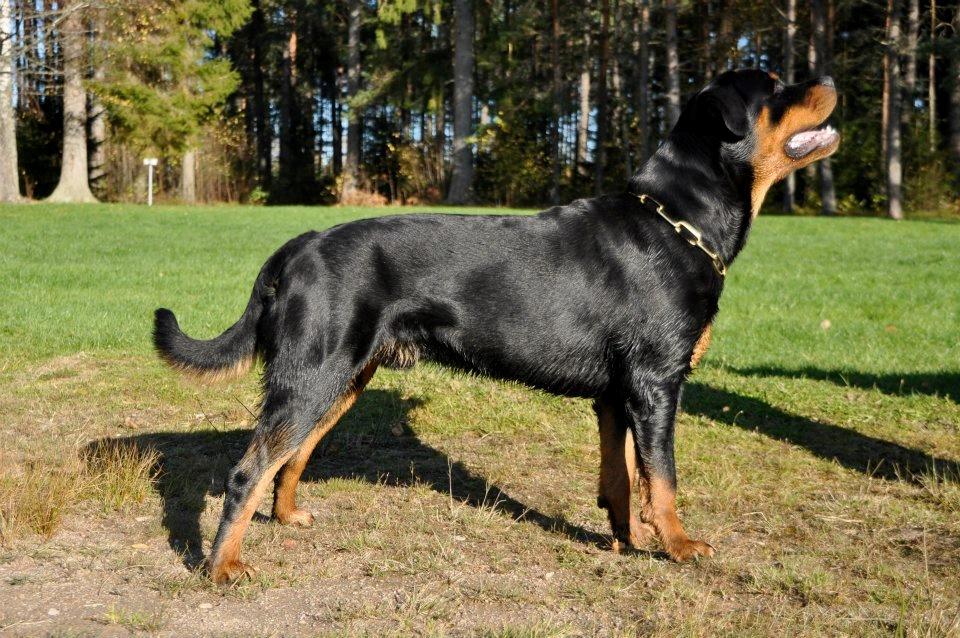 Rottweiler Schutzholmen`s Noble In aka "Noah" billede 18