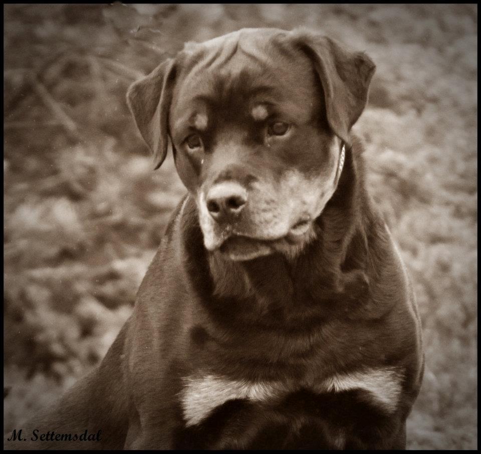 Rottweiler Schutzholmen`s Noble In aka "Noah" billede 19