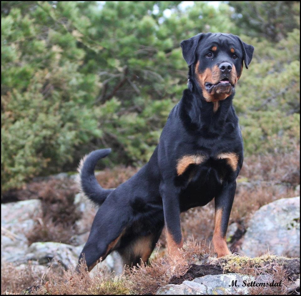 Rottweiler Schutzholmen`s Noble In aka "Noah" billede 1