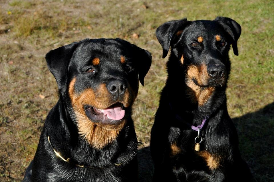 Rottweiler Schutzholmen`s Noble In aka "Noah" billede 20