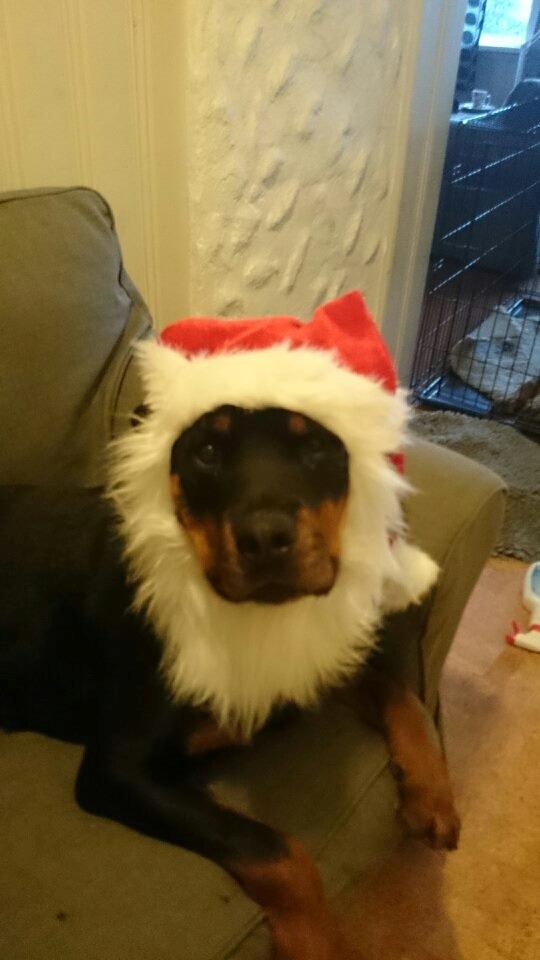 Rottweiler Schutzholmen`s Noble In aka "Noah" billede 22