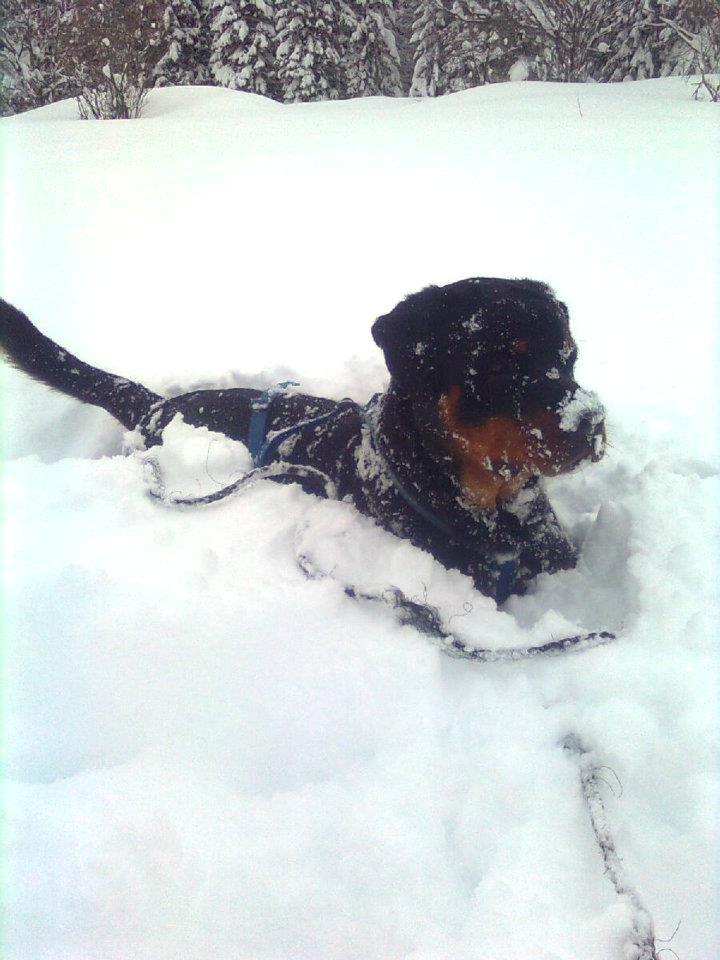 Rottweiler Schutzholmen`s Noble In aka "Noah" billede 23