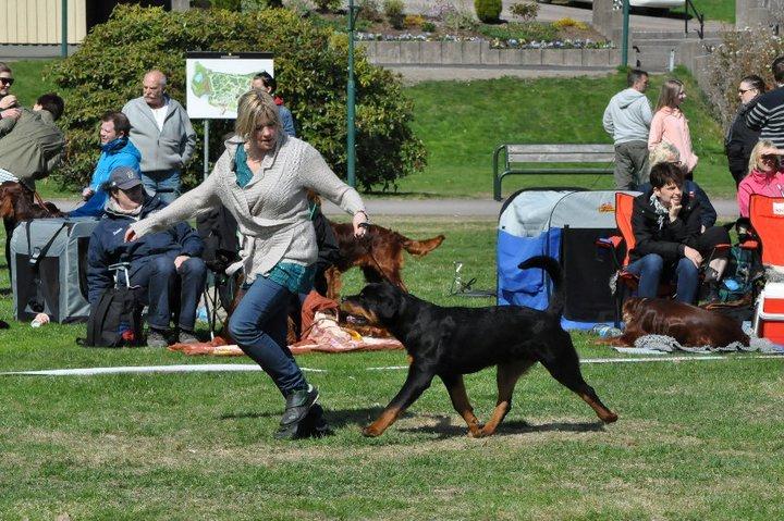 Rottweiler Schutzholmen`s Noble In aka "Noah" billede 25