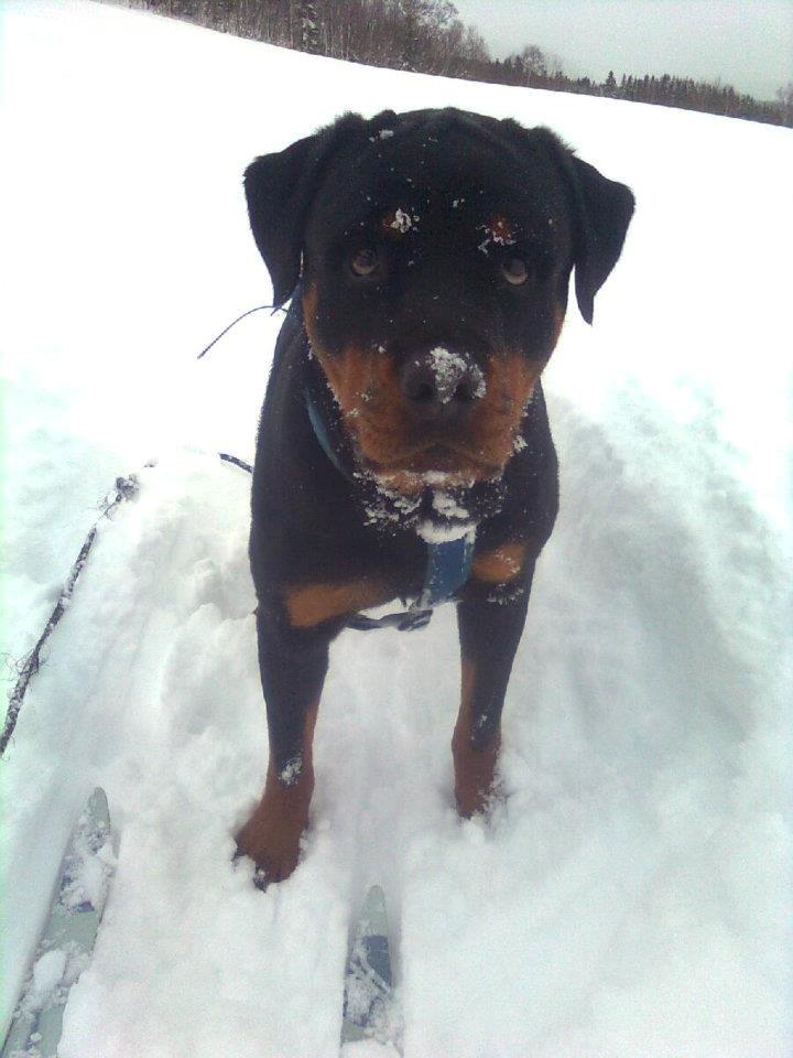 Rottweiler Schutzholmen`s Noble In aka "Noah" billede 26