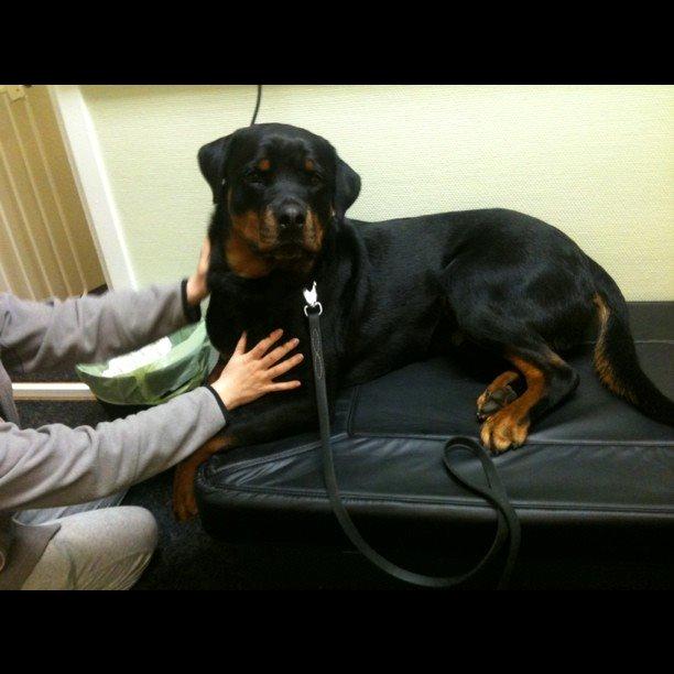 Rottweiler Schutzholmen`s Noble In aka "Noah" billede 27