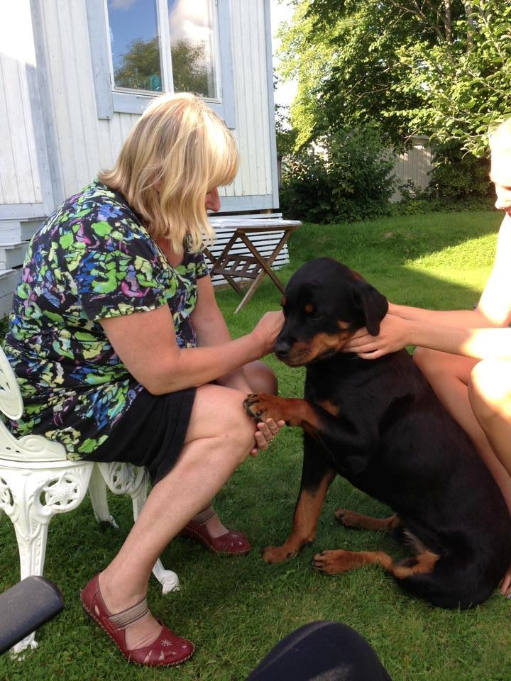 Rottweiler Schutzholmen`s Noble In aka "Noah" billede 28