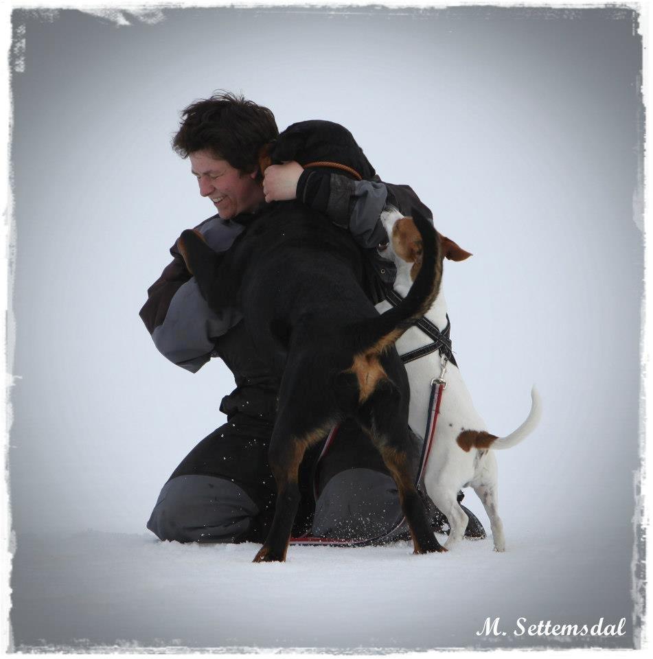 Rottweiler Schutzholmen`s Noble In aka "Noah" billede 29