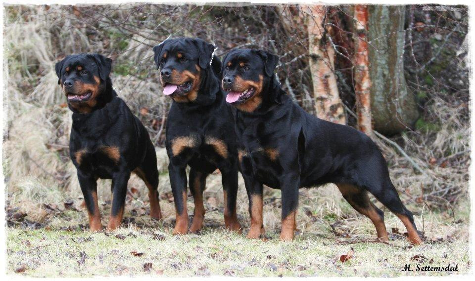Rottweiler Schutzholmen`s Noble In aka "Noah" billede 30