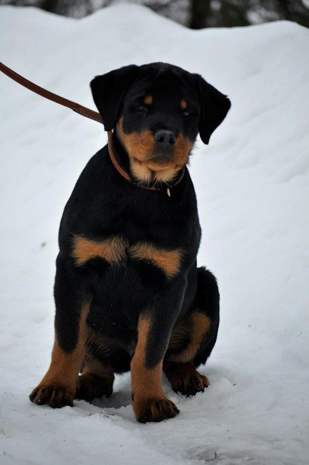 Rottweiler Schutzholmen`s Noble In aka "Noah" billede 7