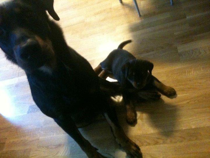 Rottweiler Schutzholmen`s Noble In aka "Noah" billede 3