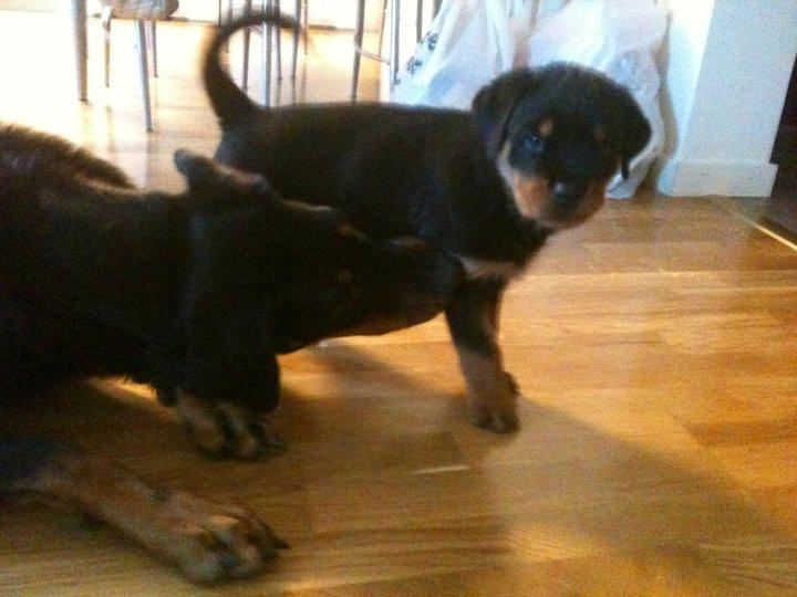 Rottweiler Schutzholmen`s Noble In aka "Noah" billede 4