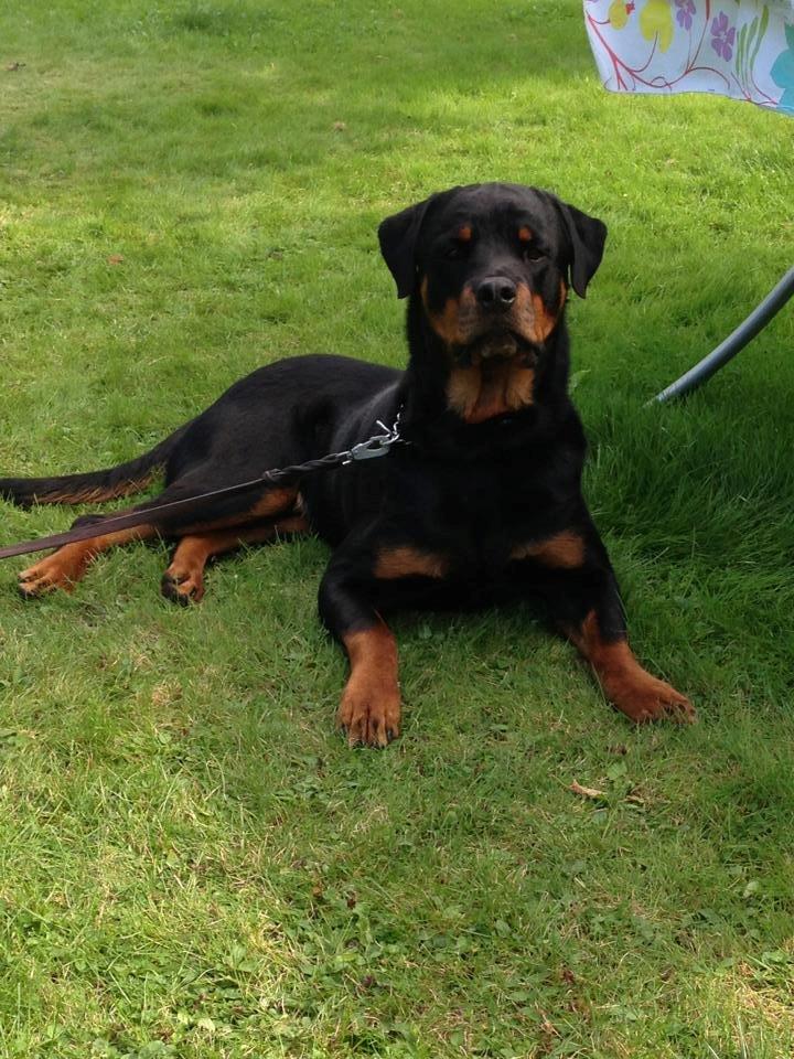 Rottweiler Schutzholmen`s Noble In aka "Noah" billede 32