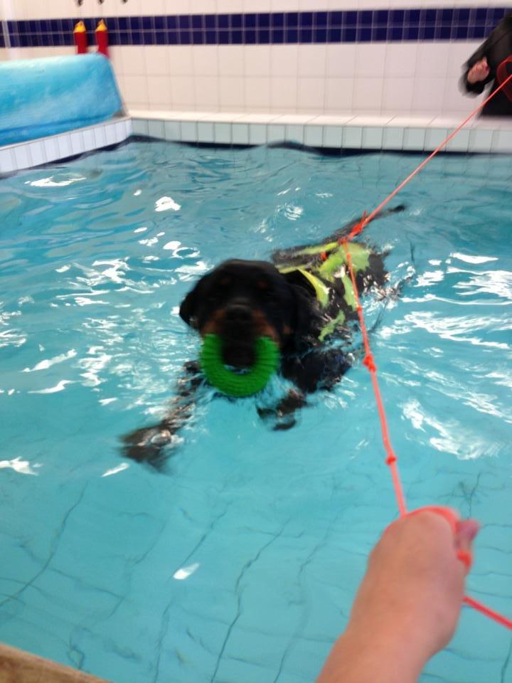 Rottweiler Schutzholmen`s Noble In aka "Noah" billede 33