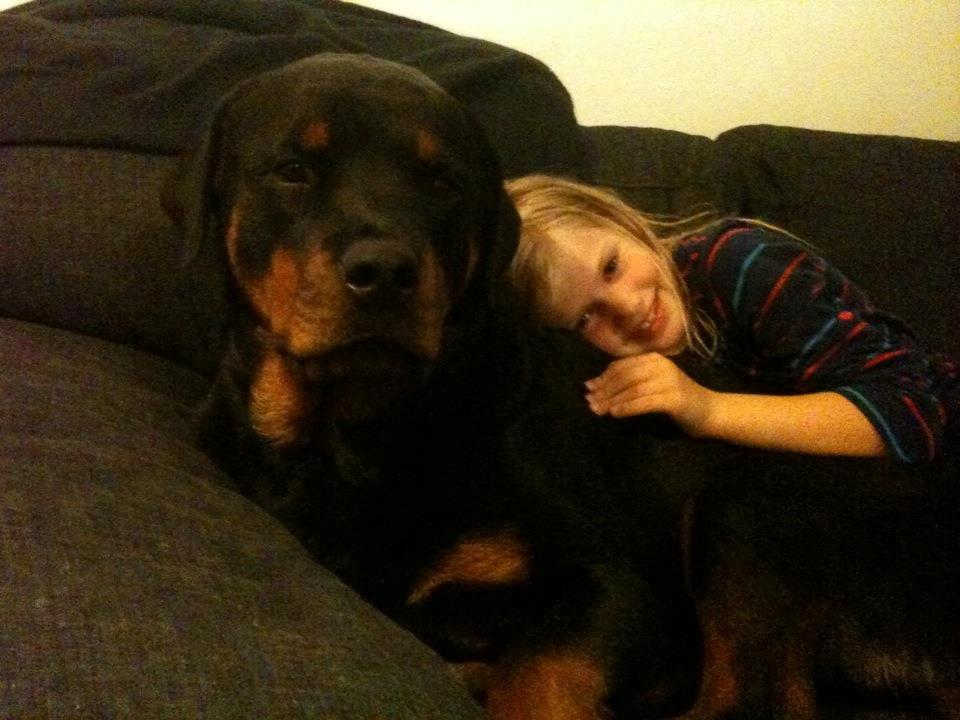 Rottweiler Schutzholmen`s Noble In aka "Noah" billede 34