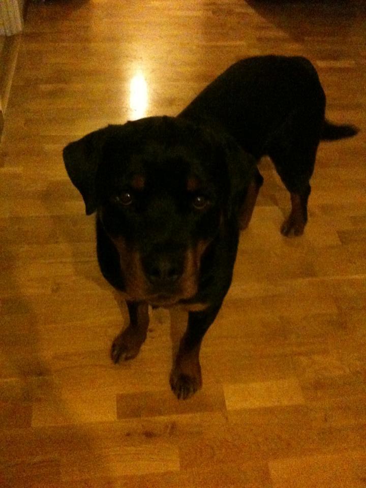 Rottweiler Schutzholmen`s Noble In aka "Noah" billede 35