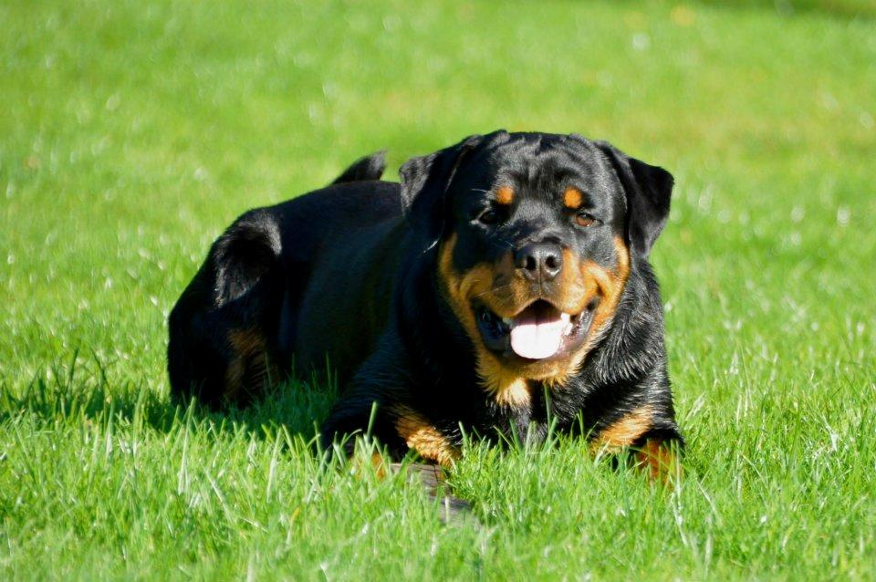 Rottweiler Schutzholmen`s Noble In aka "Noah" billede 36