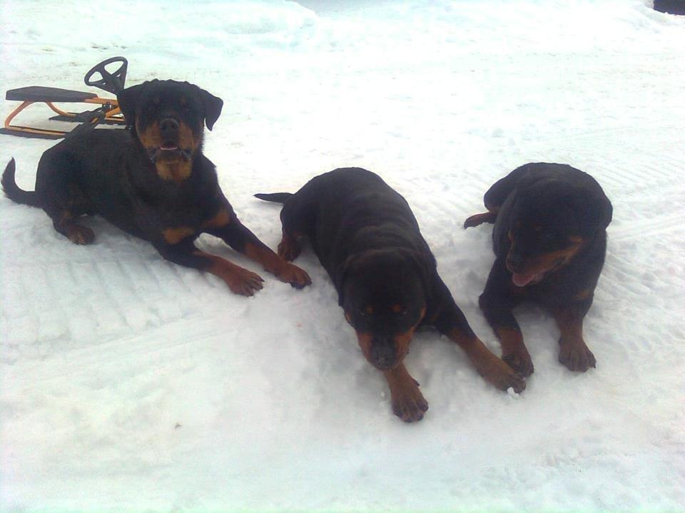 Rottweiler Schutzholmen`s Noble In aka "Noah" billede 31