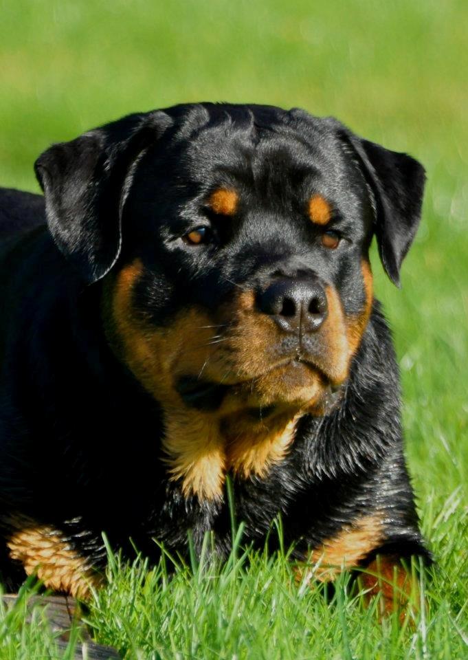 Rottweiler Schutzholmen`s Noble In aka "Noah" billede 38