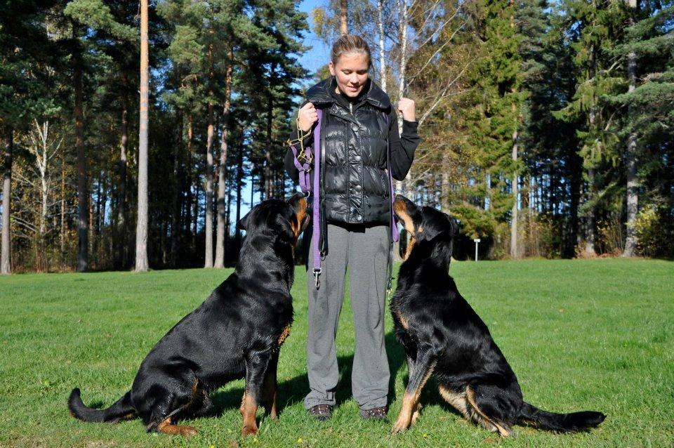 Rottweiler Schutzholmen`s Noble In aka "Noah" billede 39
