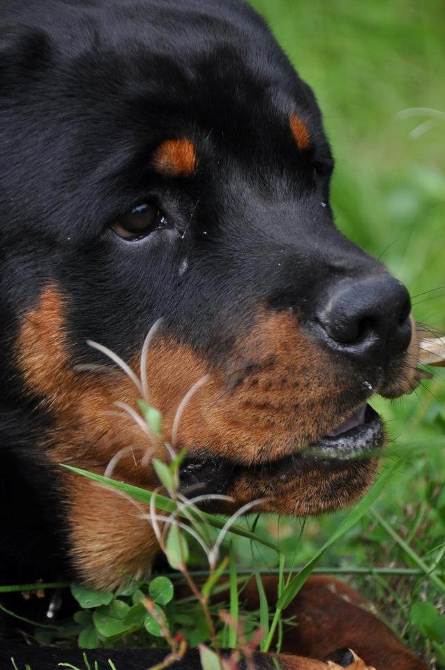 Rottweiler Schutzholmen`s Noble In aka "Noah" billede 40