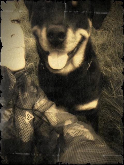 Rottweiler Schutzholmen`s Noble In aka "Noah" billede 37