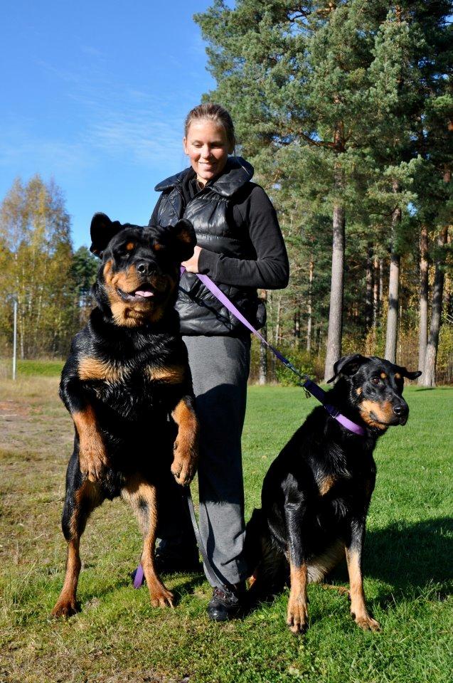 Rottweiler Schutzholmen`s Noble In aka "Noah" billede 42