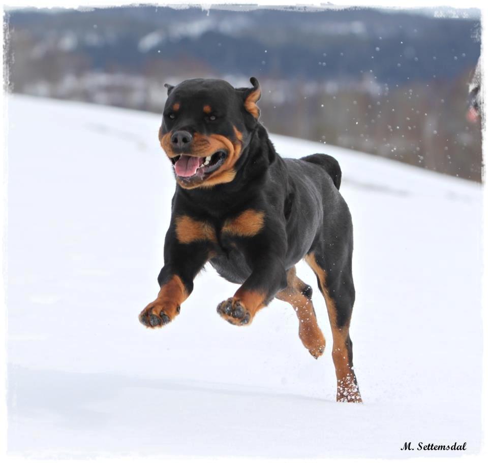 Rottweiler Schutzholmen`s Noble In aka "Noah" billede 43