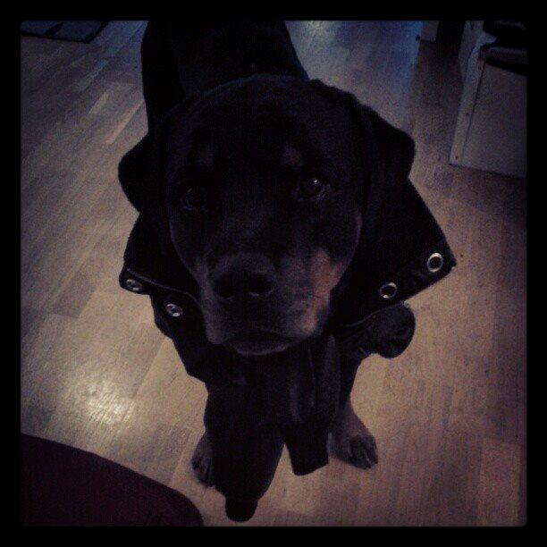 Rottweiler Schutzholmen`s Noble In aka "Noah" billede 41