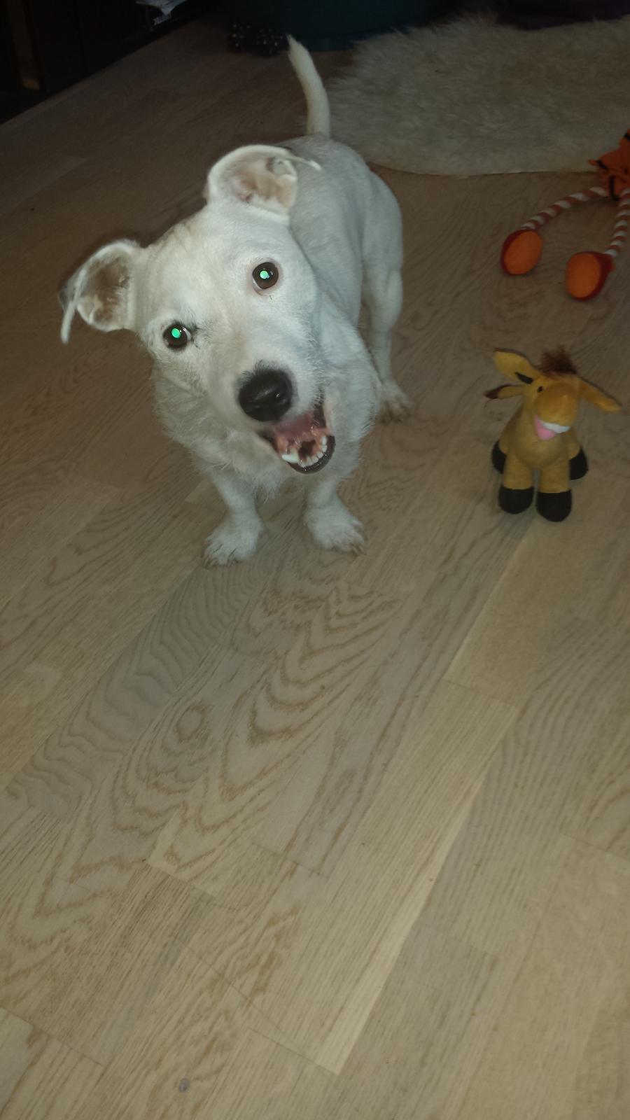 Jack russell terrier Charlie billede 1