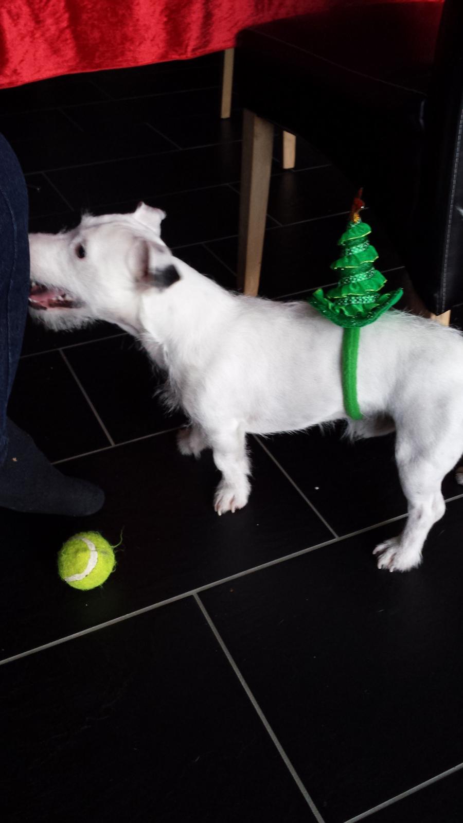 Jack russell terrier Charlie billede 2