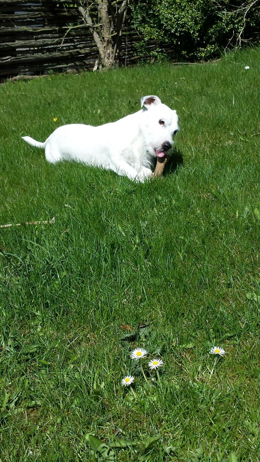 Jack russell terrier Charlie billede 3
