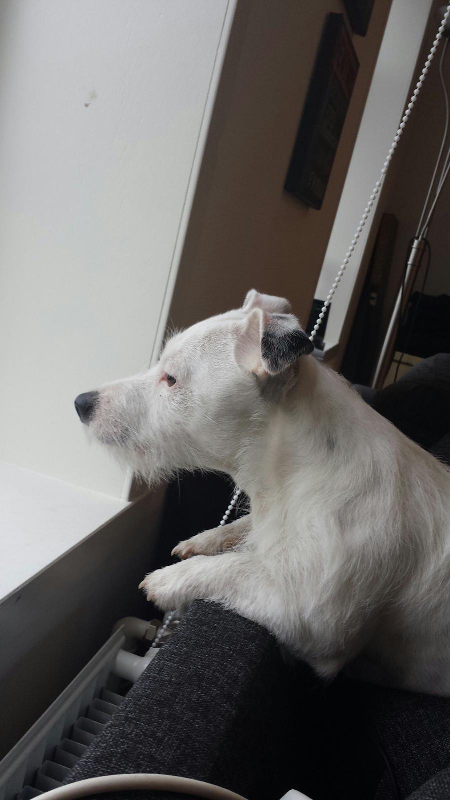 Jack russell terrier Charlie billede 4