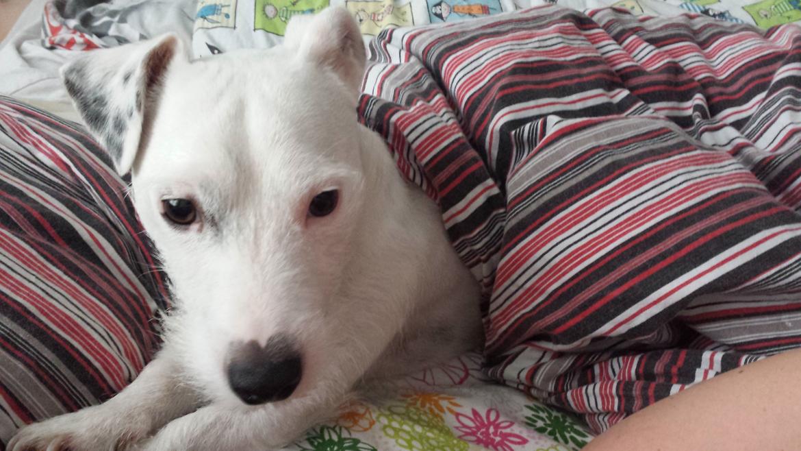 Jack russell terrier Charlie billede 5