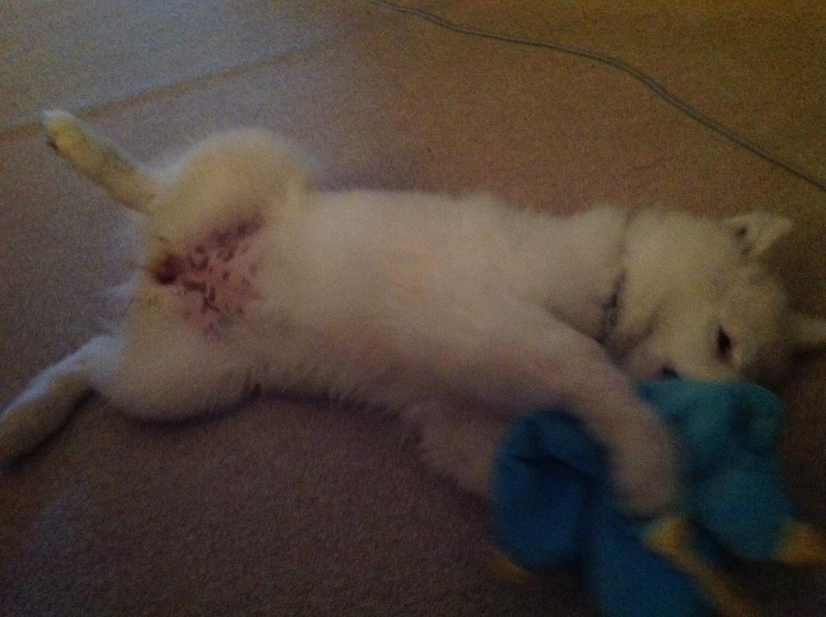 Samojedhund monik billede 9