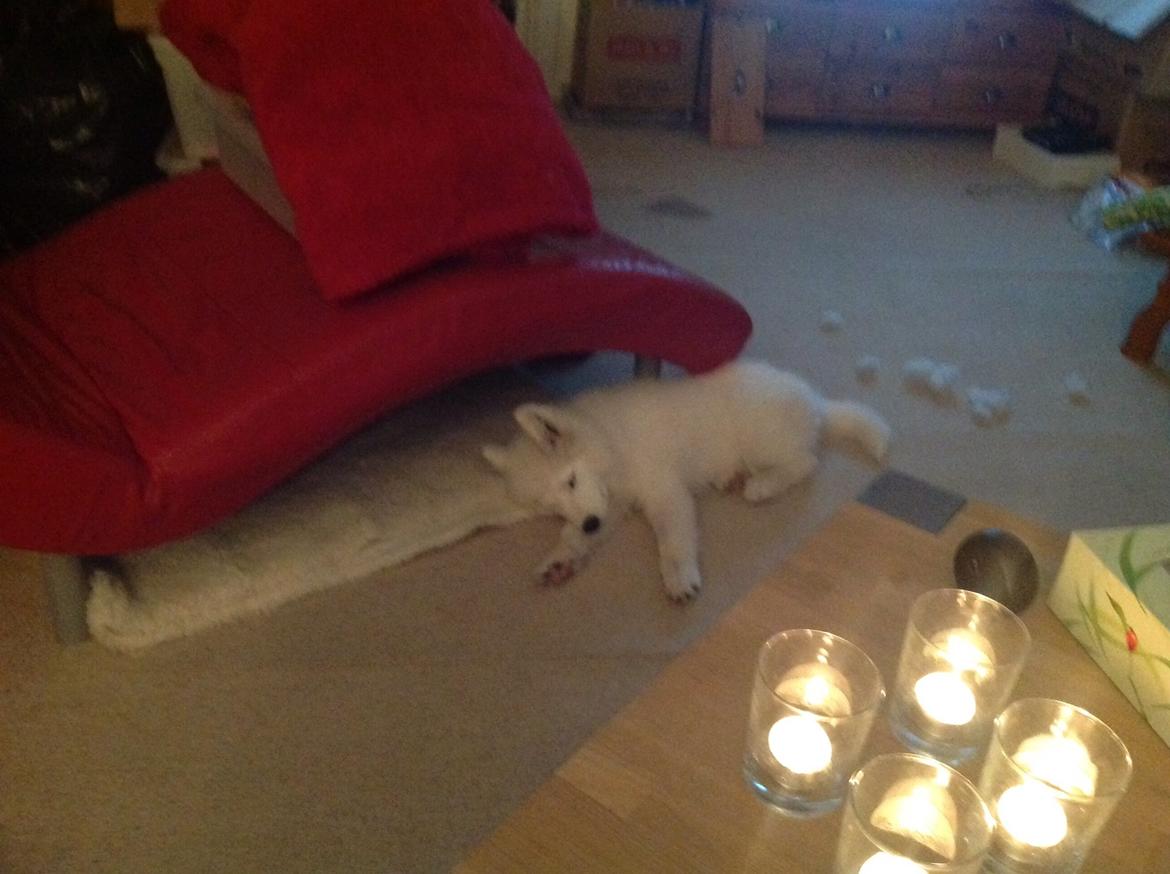 Samojedhund monik billede 10