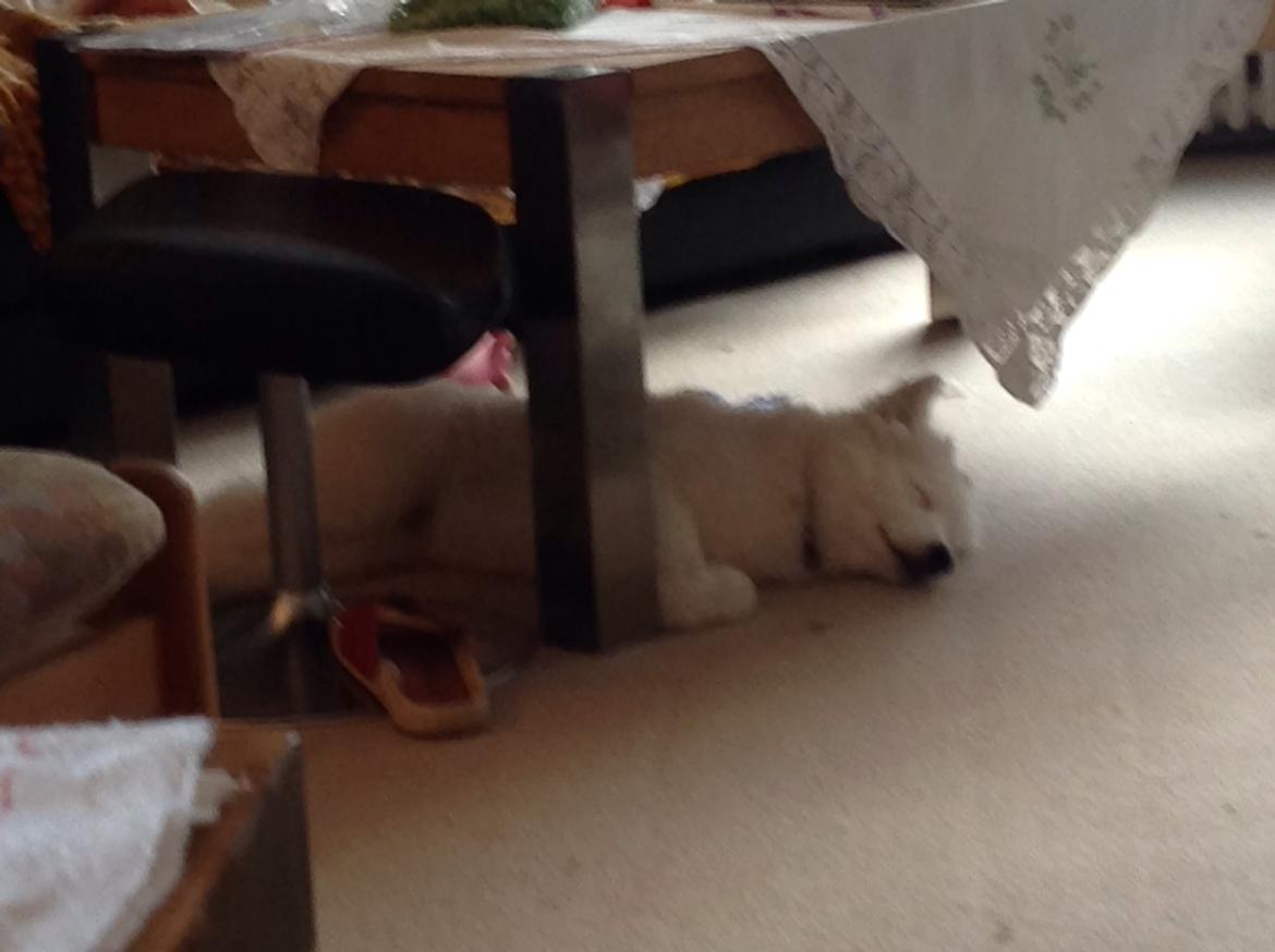 Samojedhund monik billede 11