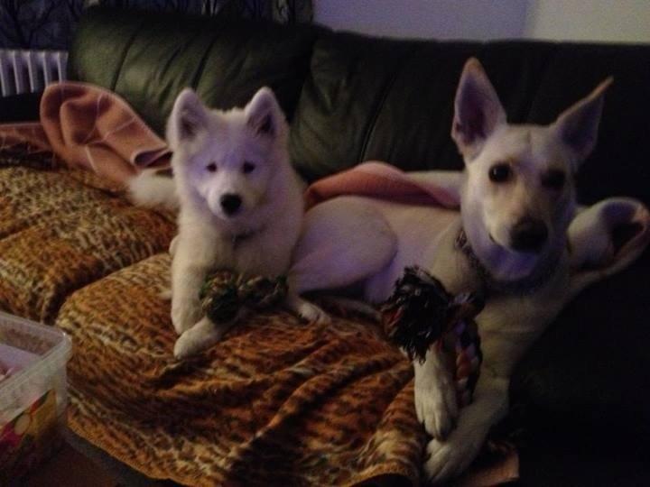 Samojedhund monik billede 12