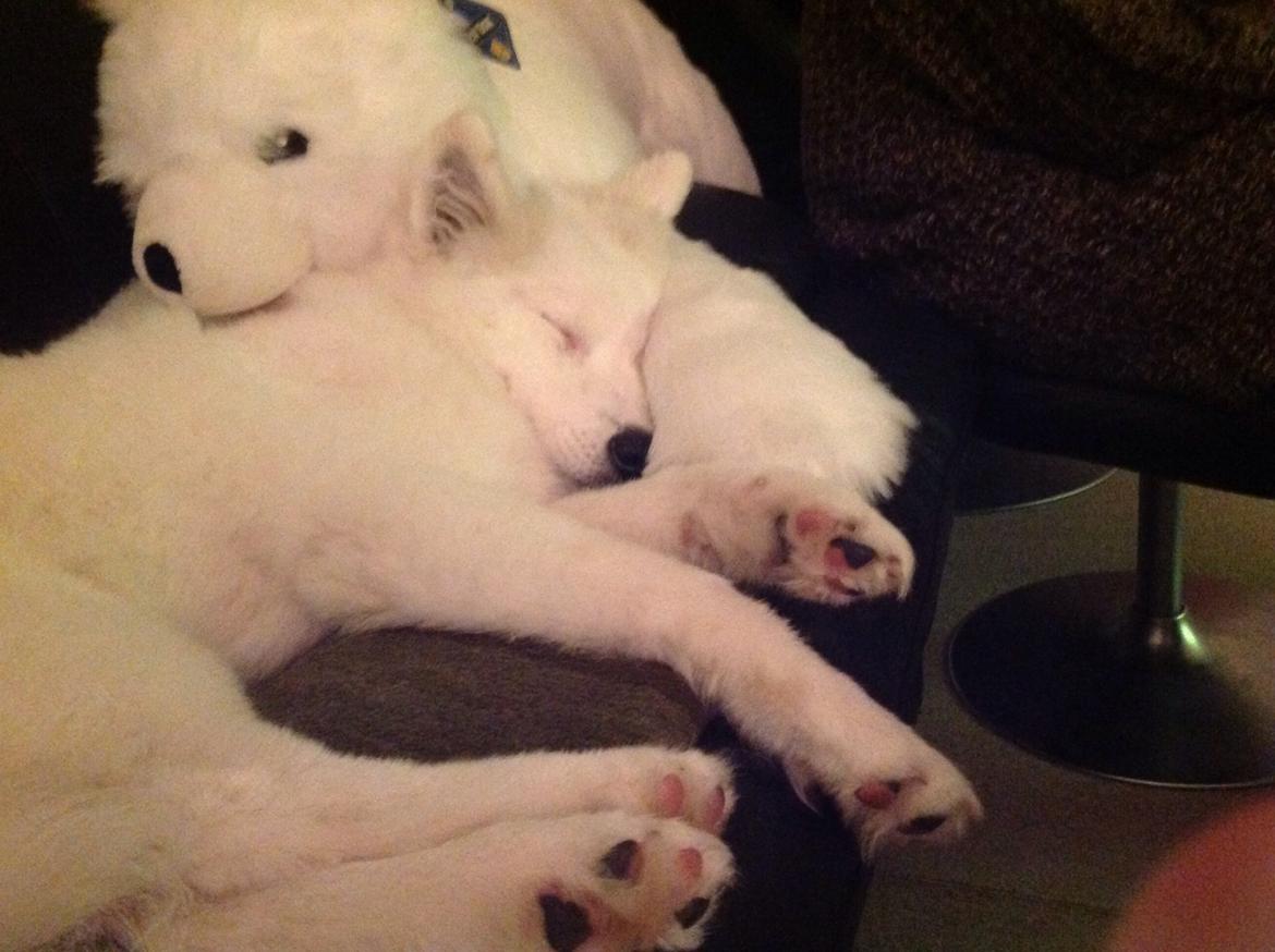 Samojedhund monik billede 13